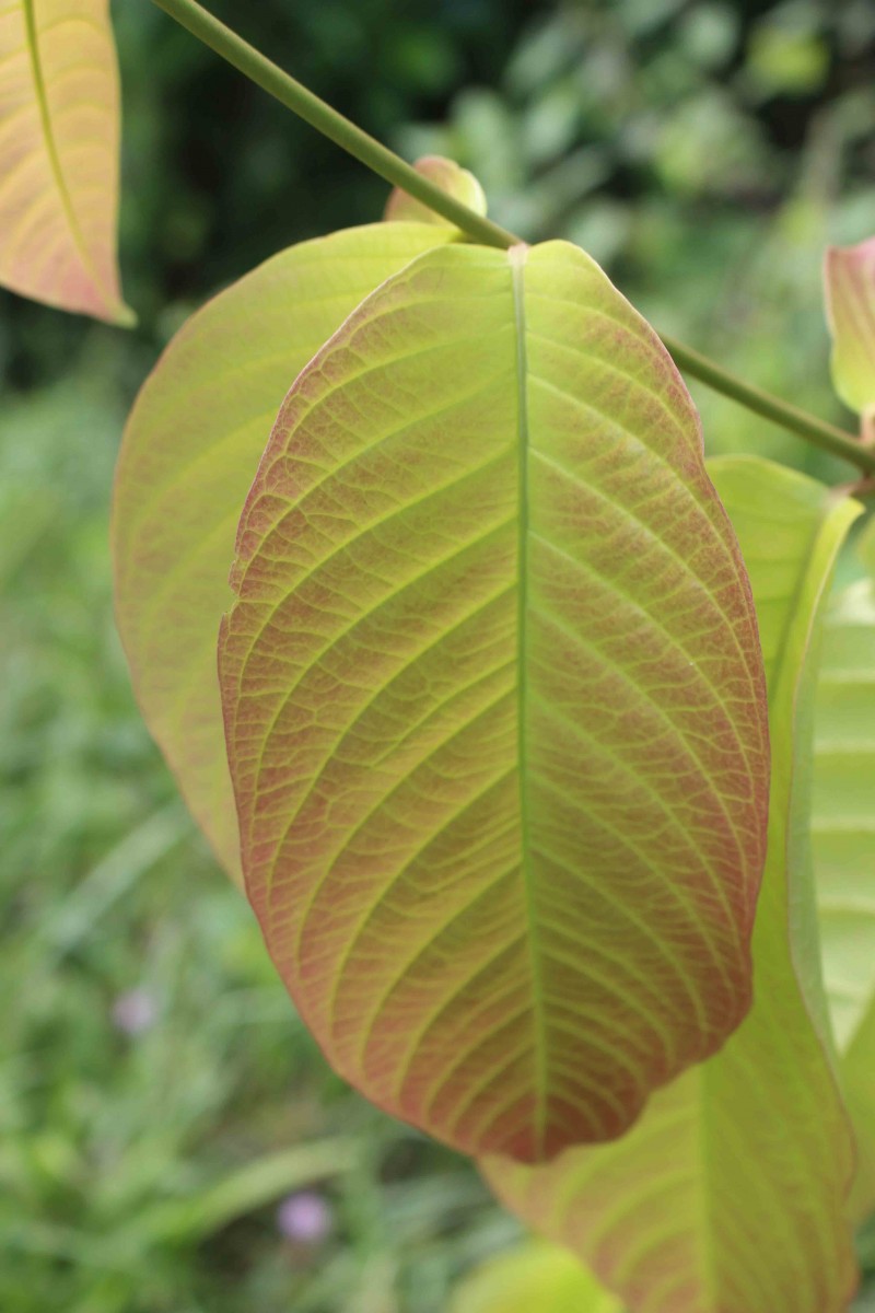 Combretum acuminatum Roxb.